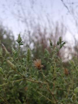 صورة Chiliadenus iphionoides (Boiss. & Blanche) Brullo