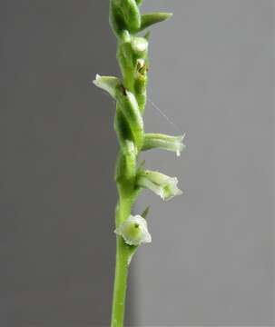 Image of Texas Ladies'-Tresses