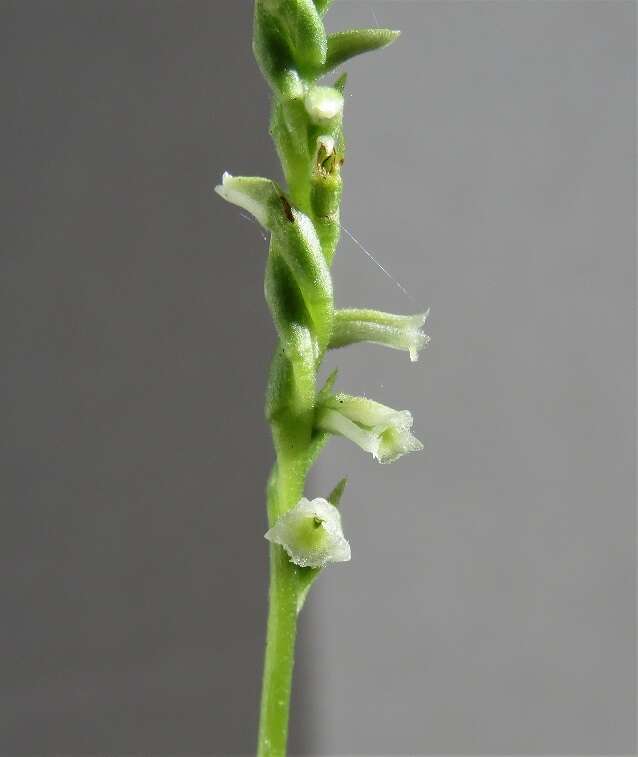 Spiranthes brevilabris Lindl. resmi