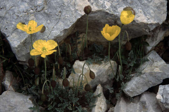 Sivun Papaver aurantiacum Loisel. kuva