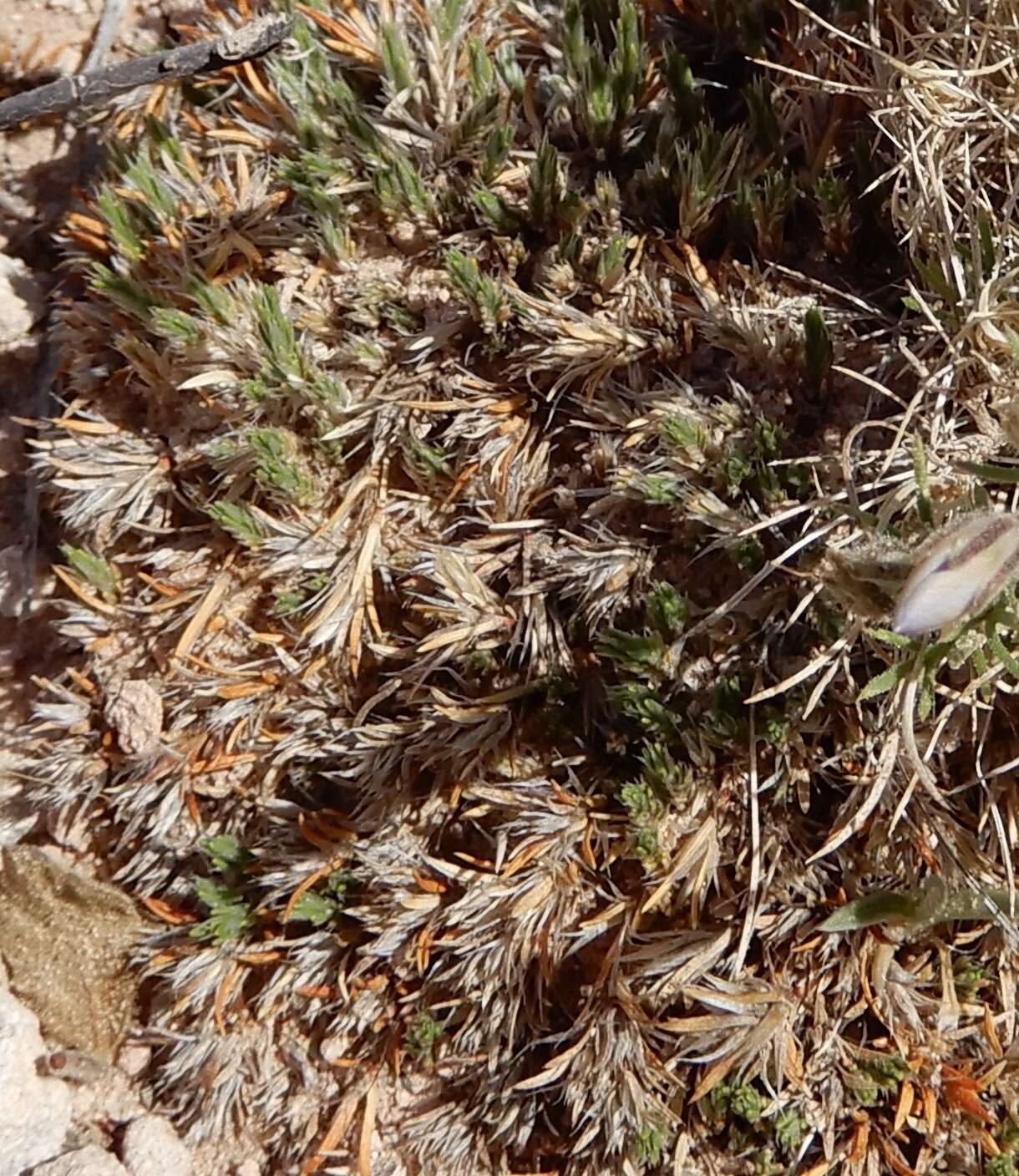 Слика од Paronychia sessiliflora Nutt.