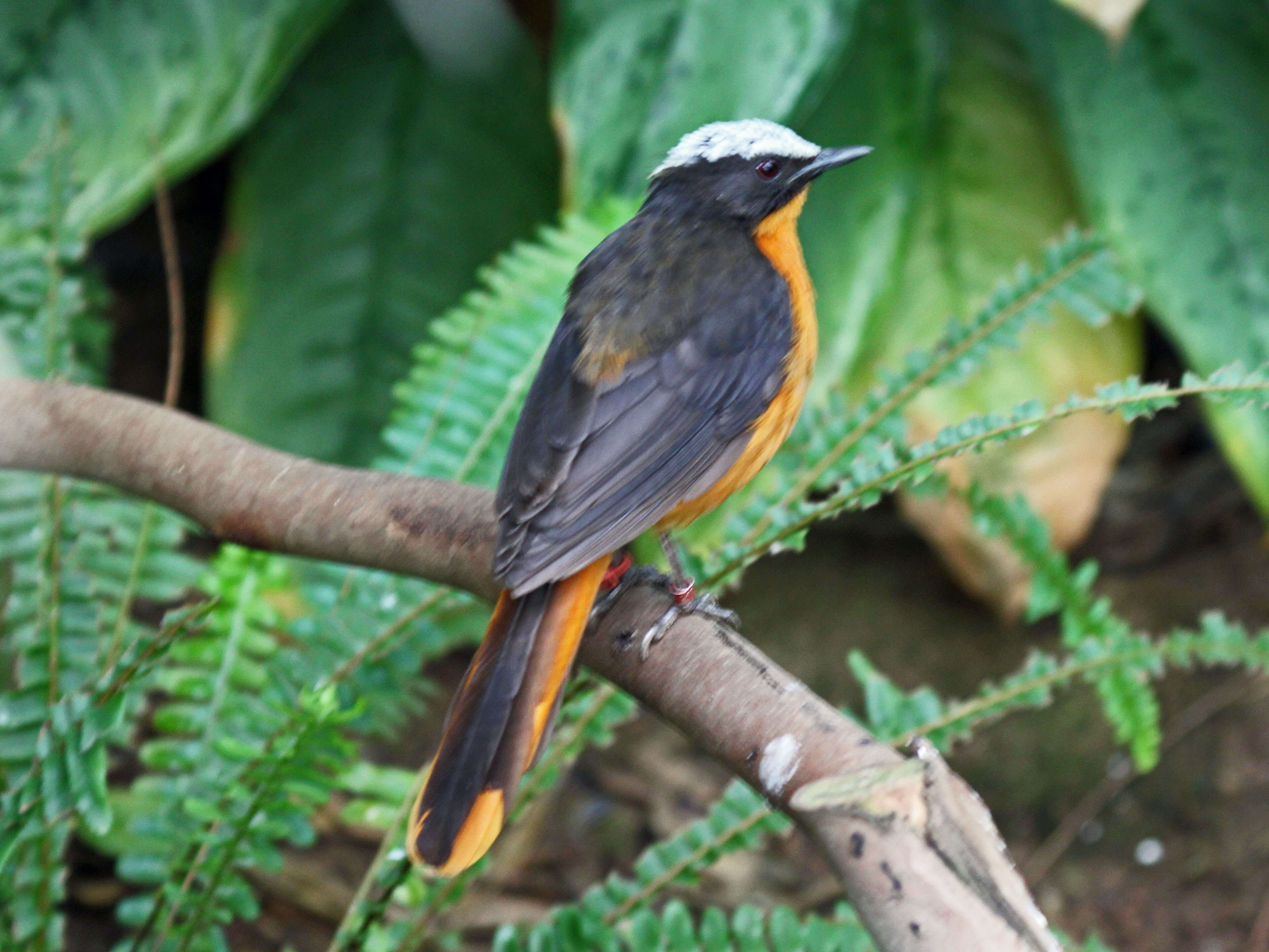 Image of White-crowned Robin-Chat