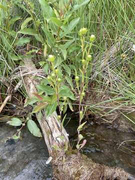 Слика од Symphyotrichum ciliatum (Ledeb.) G. L. Nesom