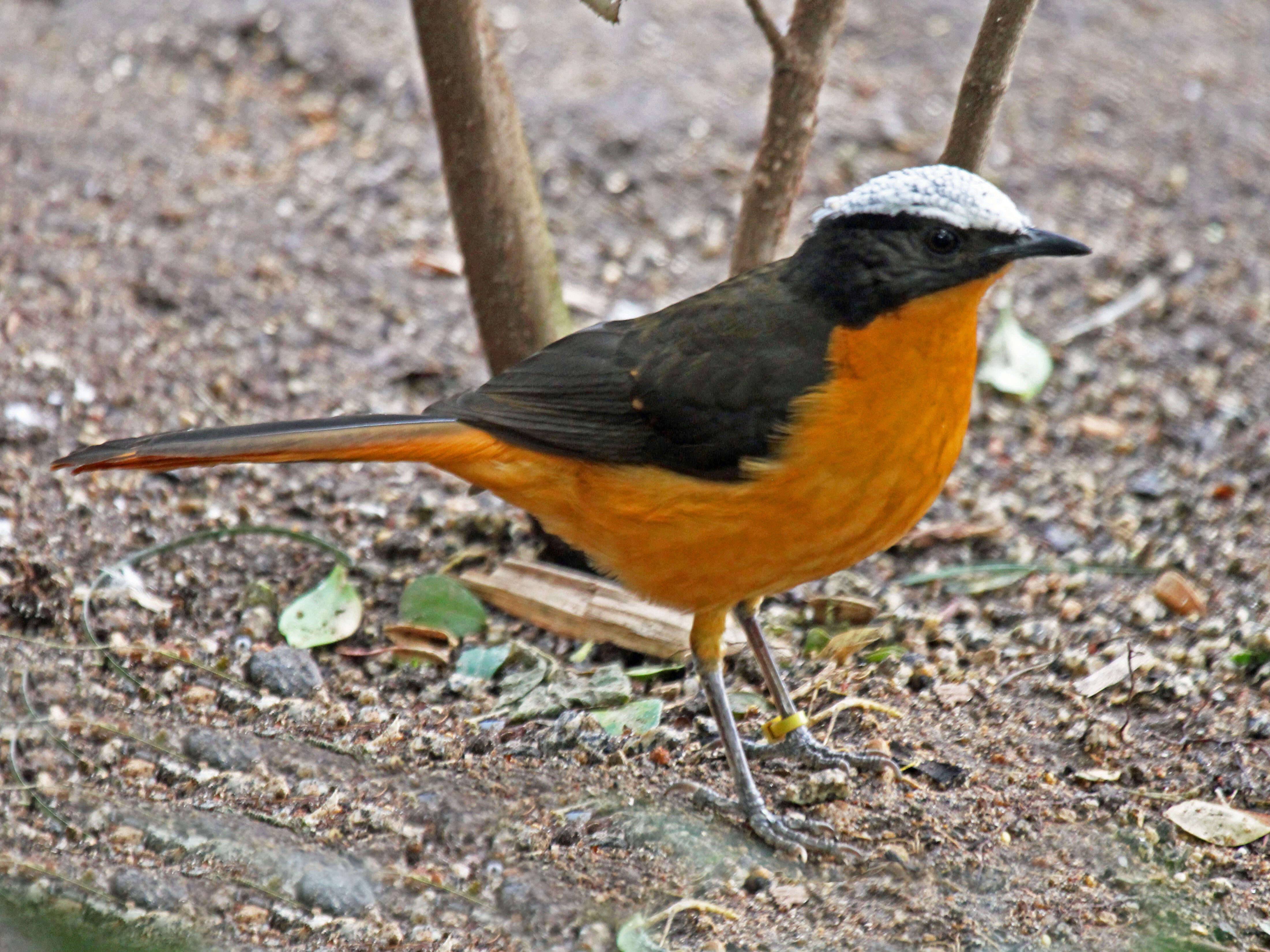 Image of White-crowned Robin-Chat