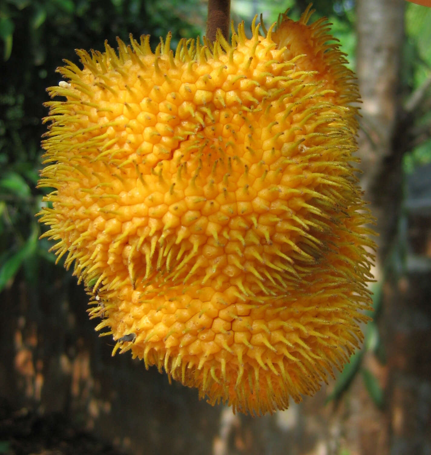 Image de Artocarpus hirsutus Lam.