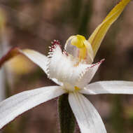 Imagem de Caladenia cretacea (D. L. Jones) G. N. Backh.