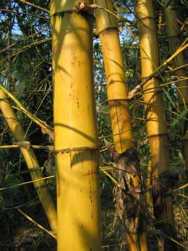 Image of common bamboo