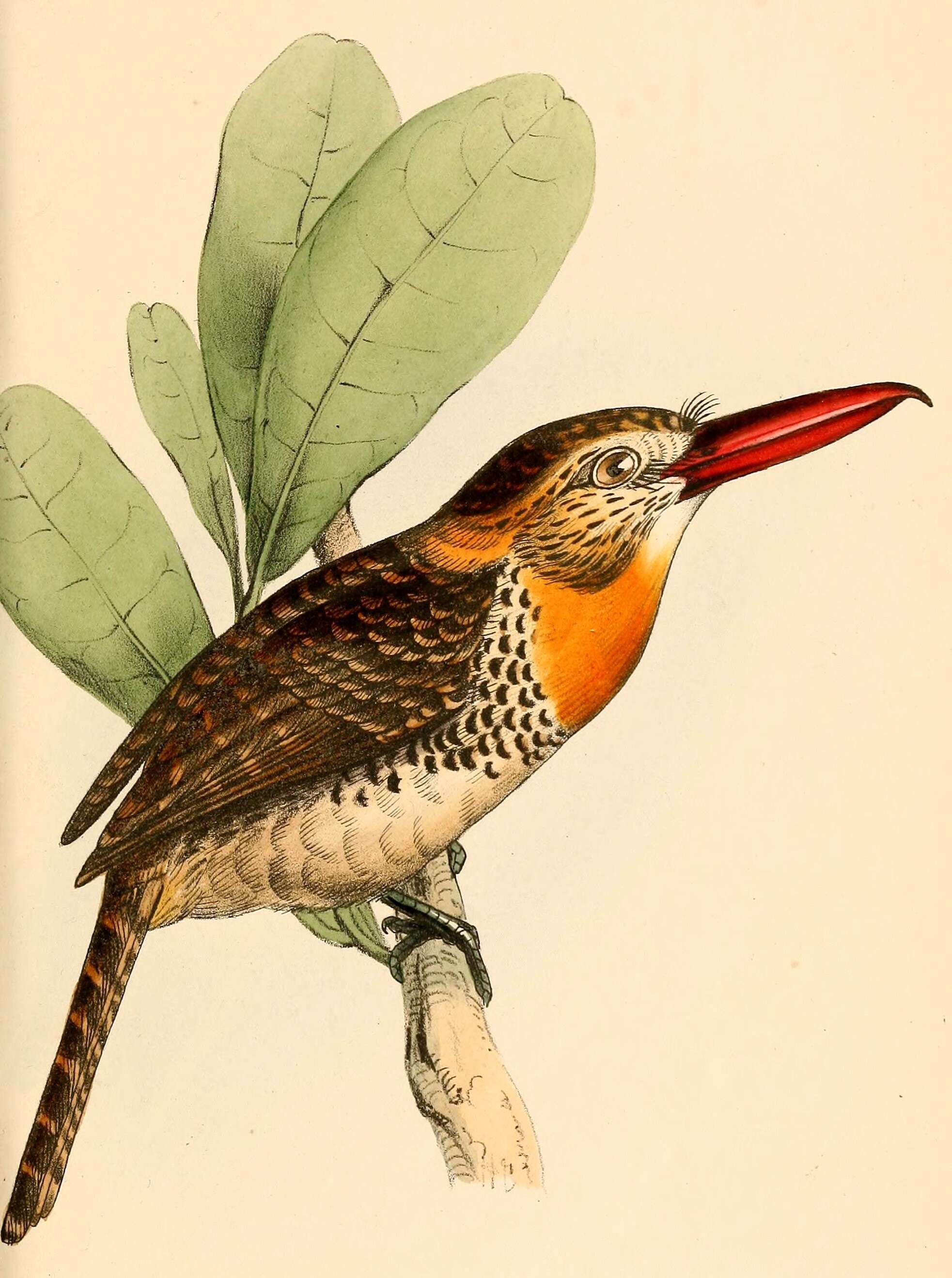 Image of puffbirds