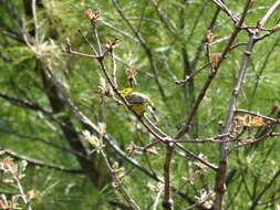 Image of Prairie Warbler