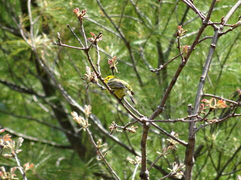 Image of Prairie Warbler