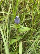 Image of gentian