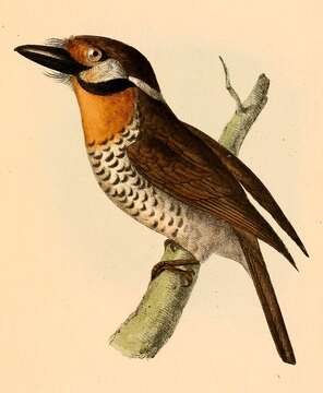 Image of puffbirds