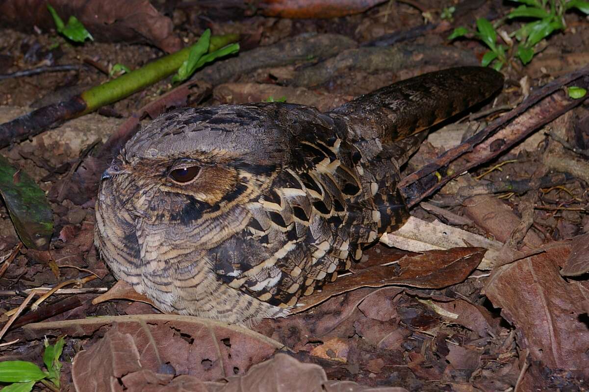 Image of Nyctidromus Gould 1838