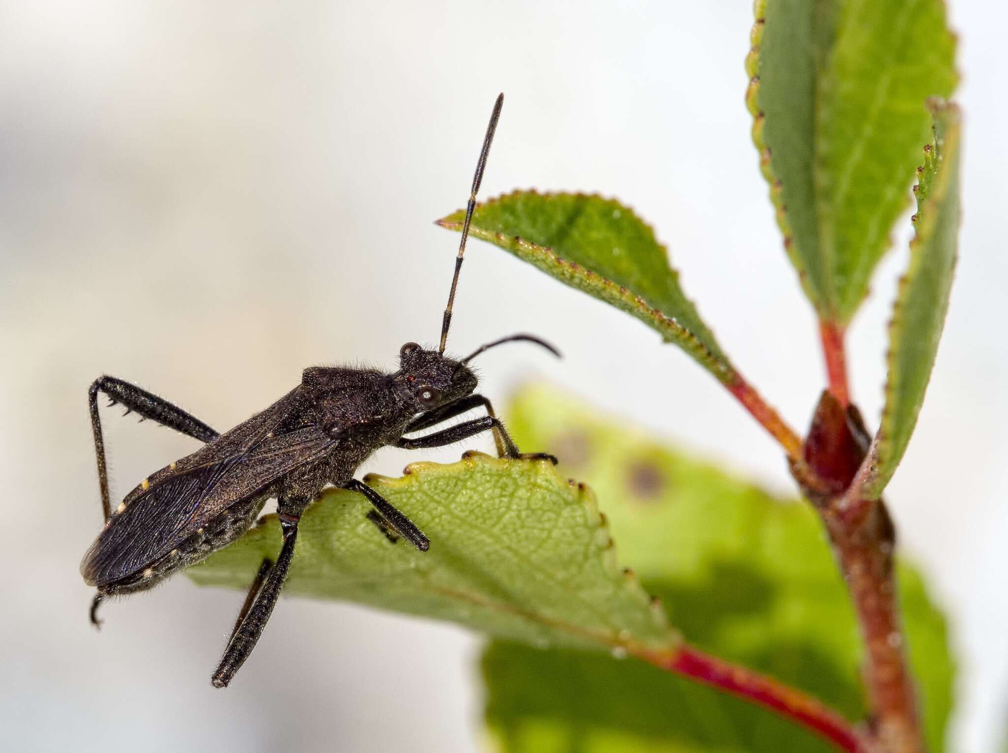 Alydus calcaratus (Linnaeus 1758) resmi