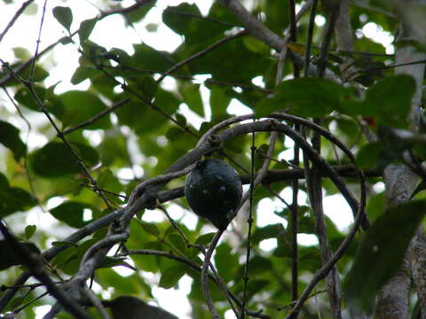 Image de Garcinia humilis (Vahl) C. D. Adams