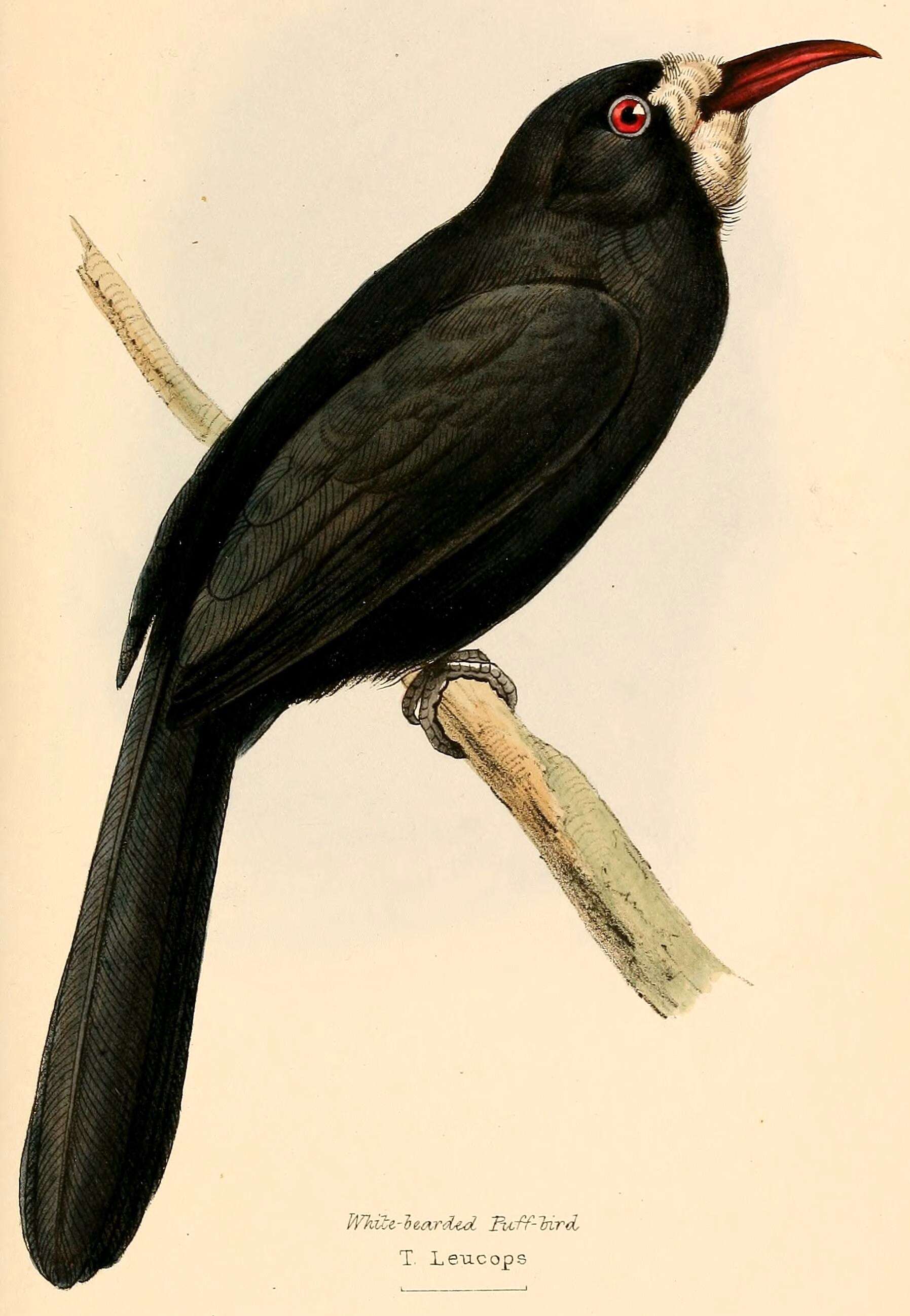 Image of White-fronted Nunbird