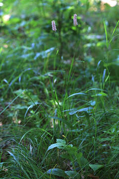 Image of Bistorta manshuriensis (Petrov ex Kom.) Kom.