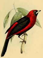 صورة Ramphocelus Desmarest 1805