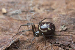 Image of False black widow