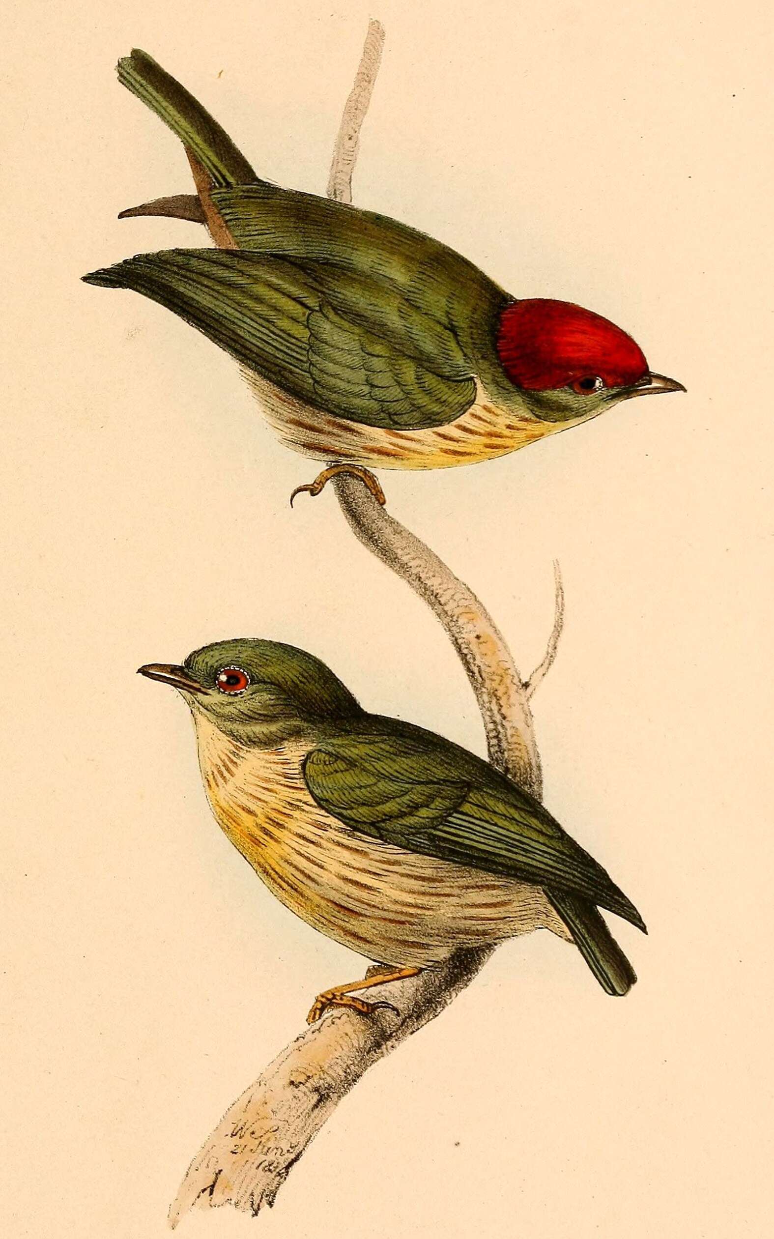 Image of Eastern Striped Manakin