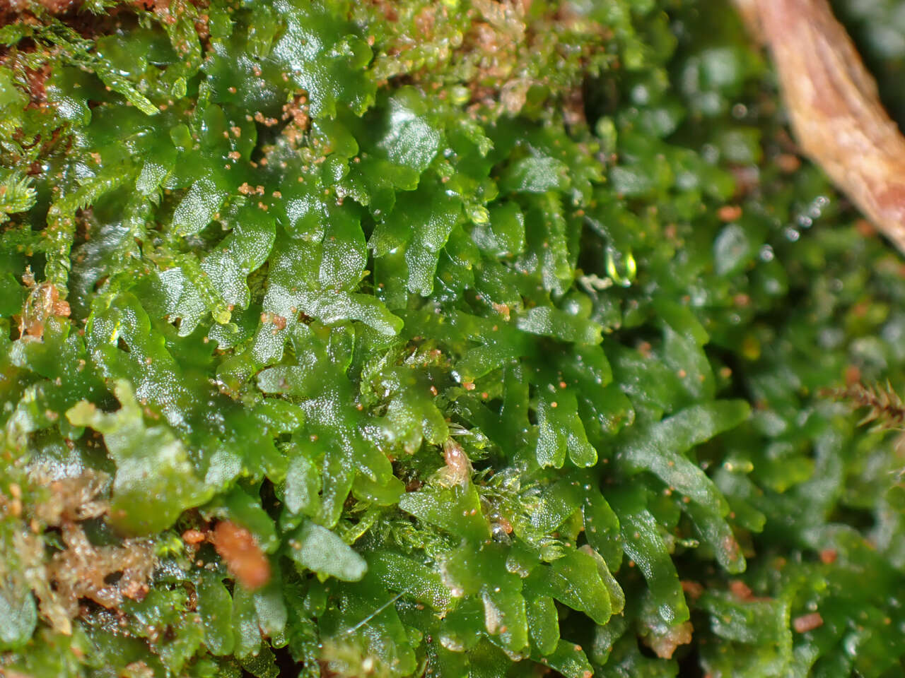 Image of Bog Germanderwort