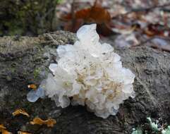 Image of snow fungus