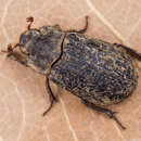 Image of Hide beetle