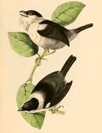 Image of White-bearded Manakin