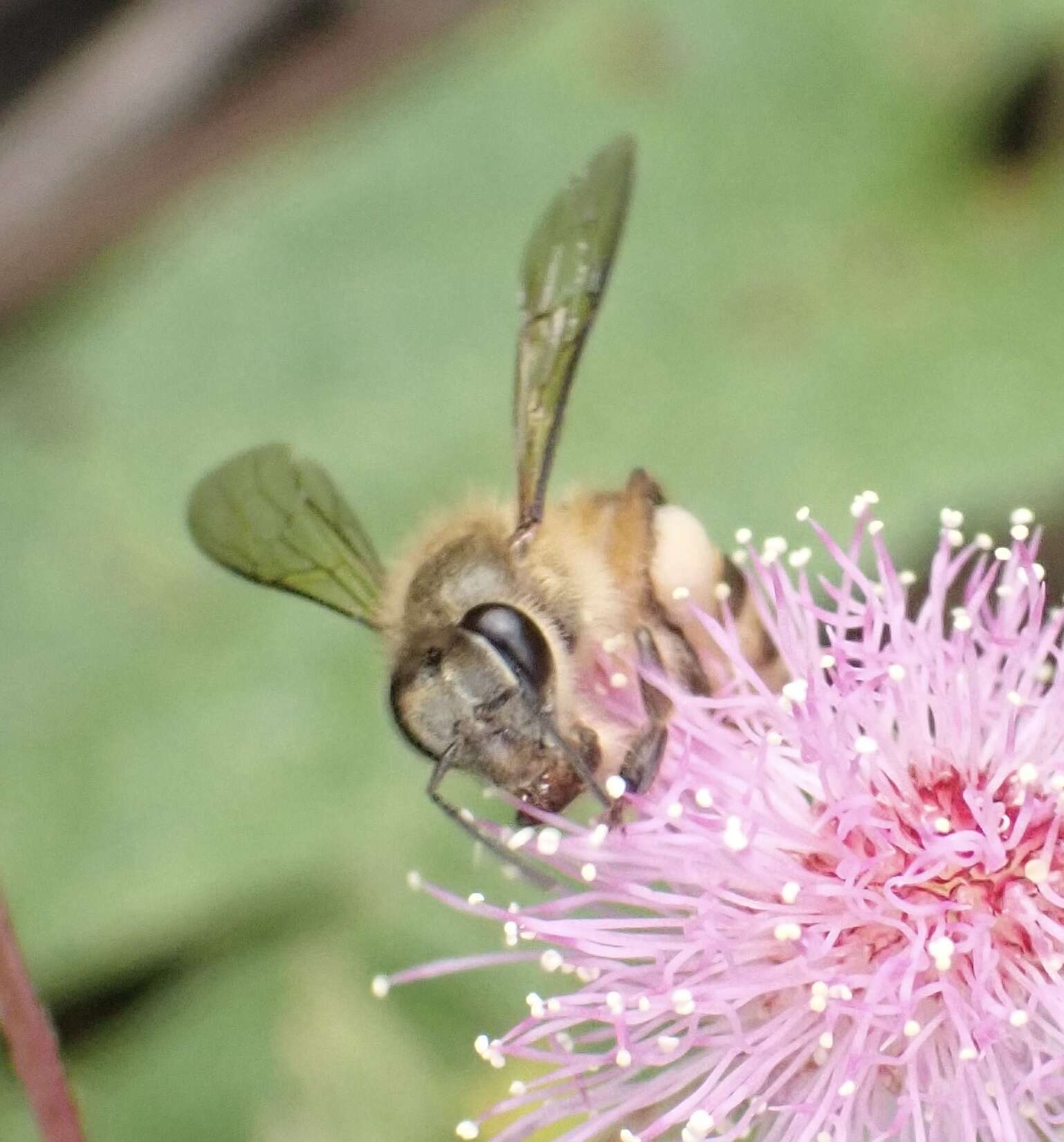 Image of Apis nigrocincta Smith 1860