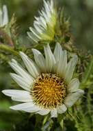 Image of Berkheya leucaugeta O. M. Hilliard