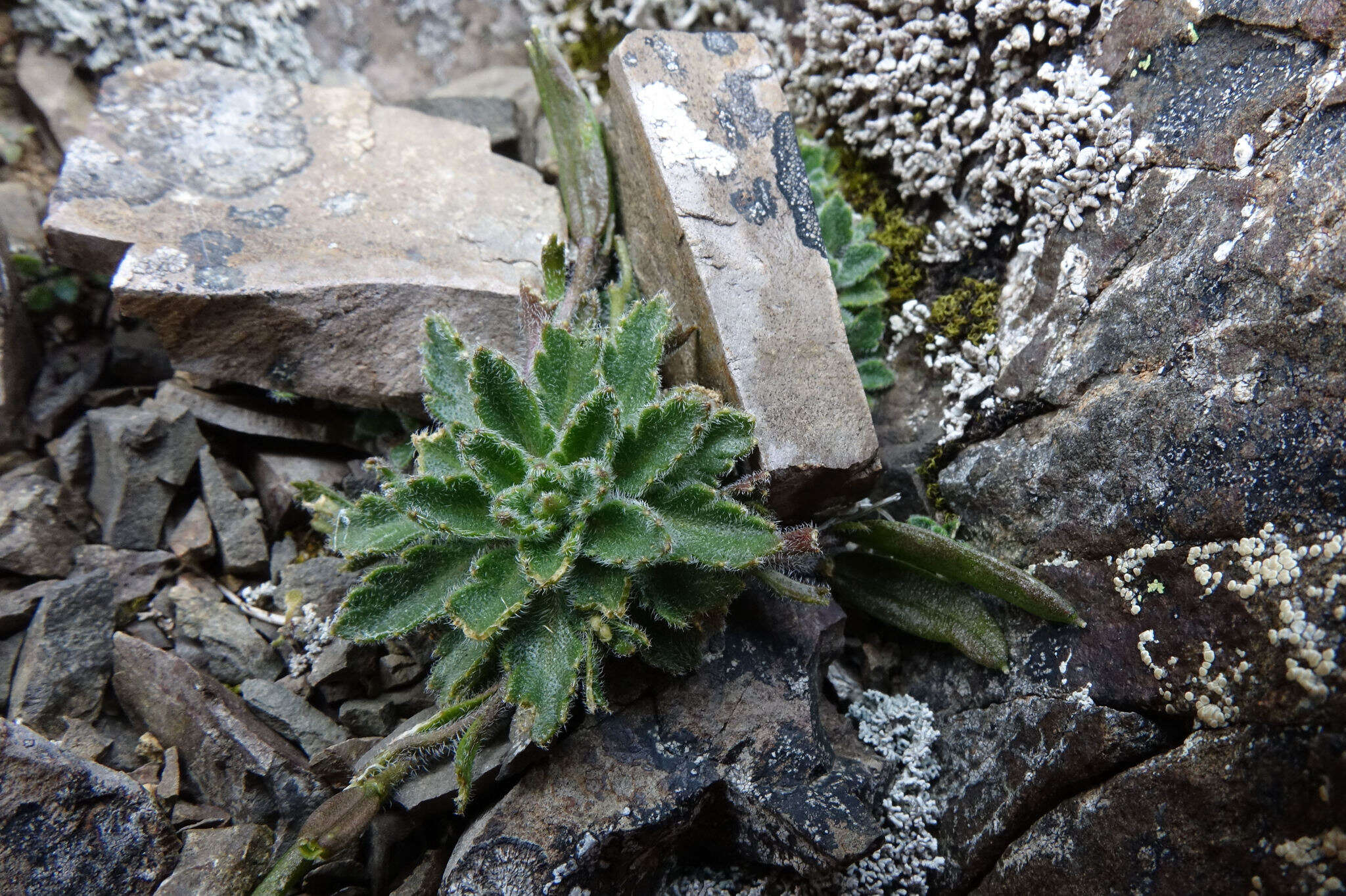 Слика од Pachycladon novae-zelandiae (Hook. fil.) Hook. fil.