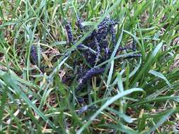 Image of Ashen Slime Mold