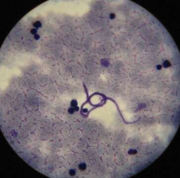Image of Spiruromorpha