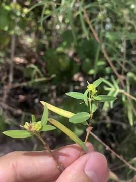 Слика од Euphorbia articulata Aubl.