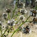 Image of Stirlingia latifolia (R. Br.) Steudel