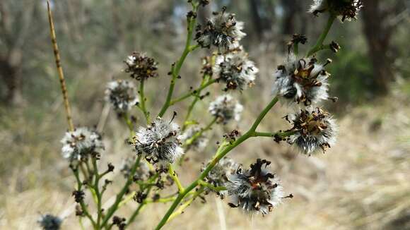 صورة Stirlingia latifolia (R. Br.) Steudel