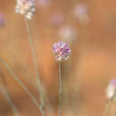 Image of Ptilotus schwartzii Tate