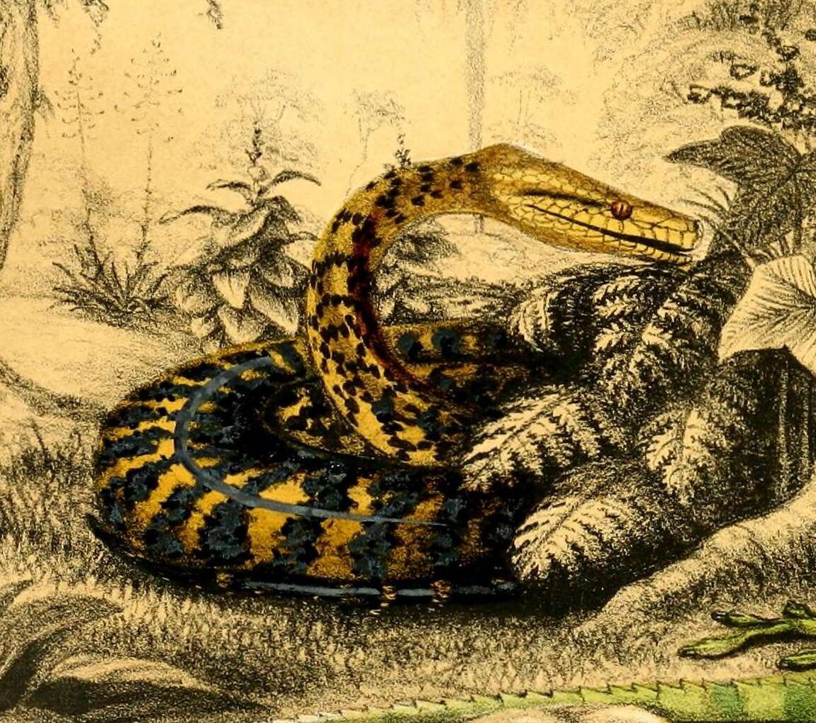 Image of Puerto Rican Boa