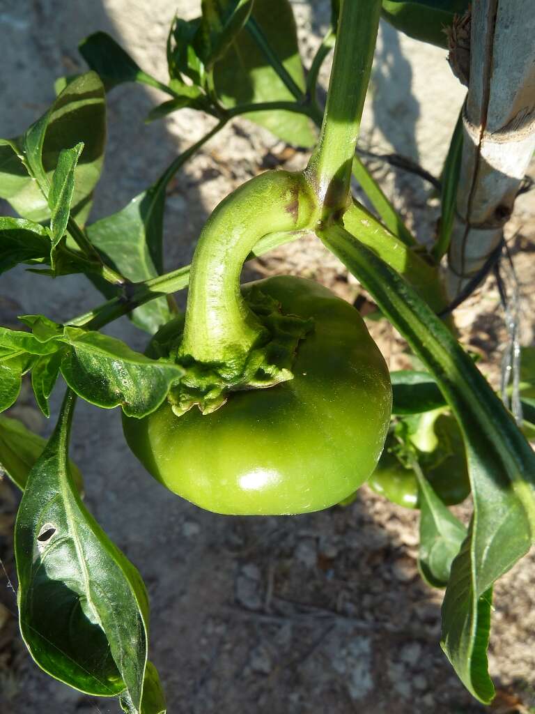 Image of cayenne pepper