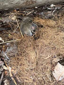 Image of Common Dunnart