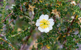 Image of Stansbury cliffrose