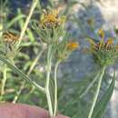 Image de Helianthus nuttallii subsp. nuttallii