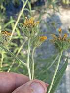 Image of Nuttall's sunflower