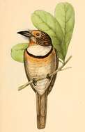 Image of puffbirds