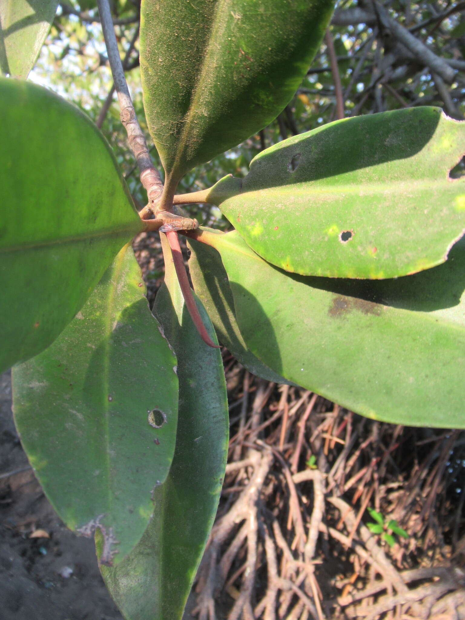 Image of mangrove