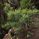 Слика од Genista canariensis L.