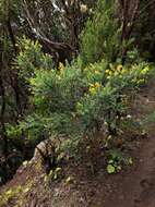 Imagem de Genista canariensis L.