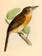 Image of Nonnula Sclater & PL 1854