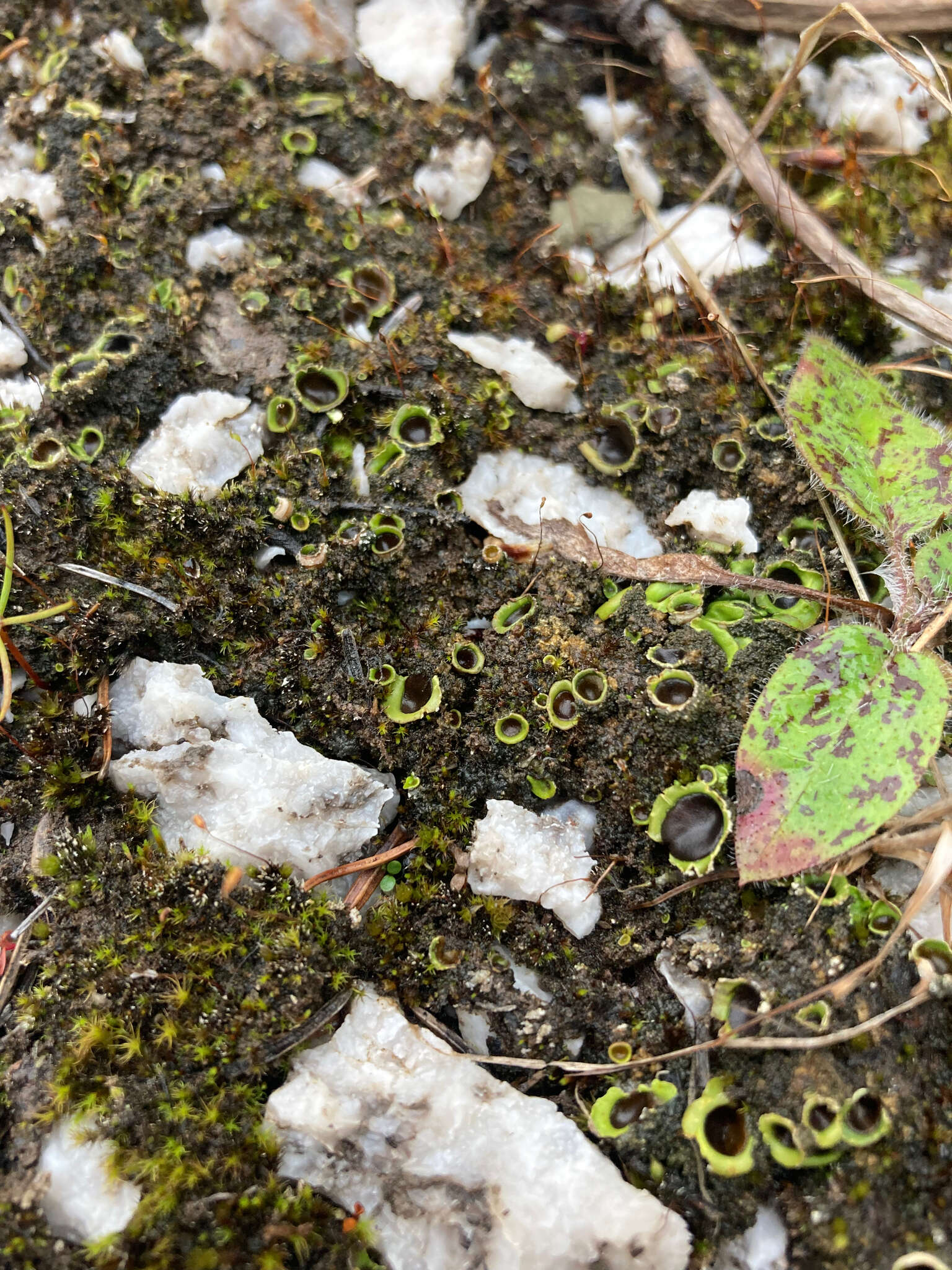 Image of chocolate chip lichen