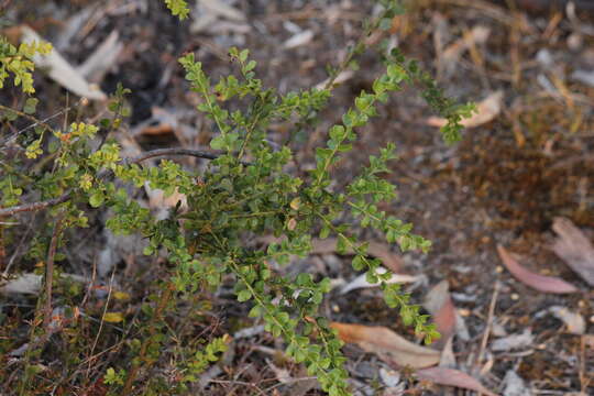 Image of gold-dust acacia